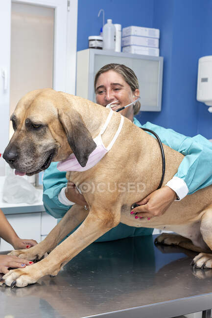 Vétérinaire femme examinant patient chien — Photo de stock