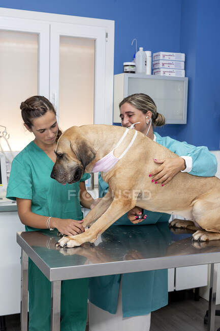 Veterinaria femenina examinando paciente perro - foto de stock