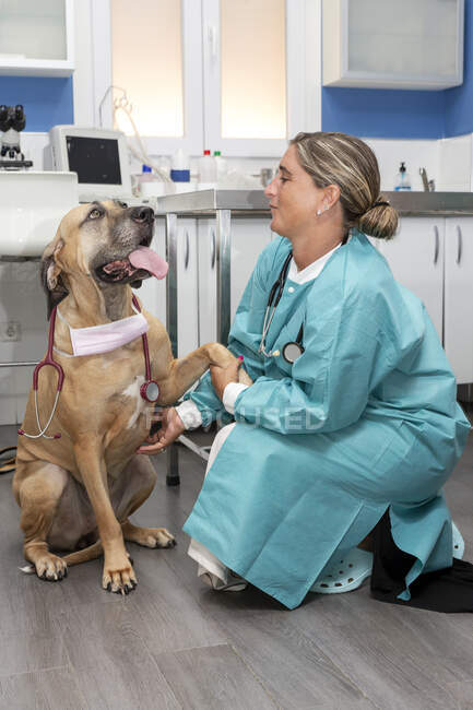 Вид сбоку на доктора, сидящего на корточках и держащего лапу милой собаки в защитной маске и стетоскопе в ветеринарной клинике — стоковое фото