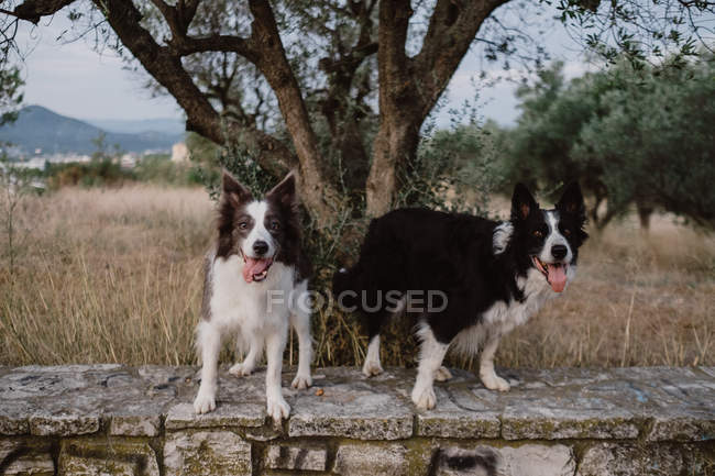 Alerta patchy Border Collie cães com orelhas levantadas e colando línguas em pé sobre cerca de tijolo no campo — Fotografia de Stock