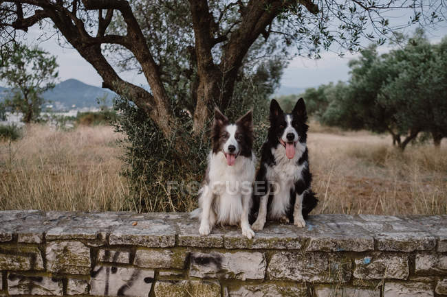 Allarme patch Border Collie cani con orecchie sollevate e sporgenti lingue seduti su recinzione di mattoni in campagna — Foto stock