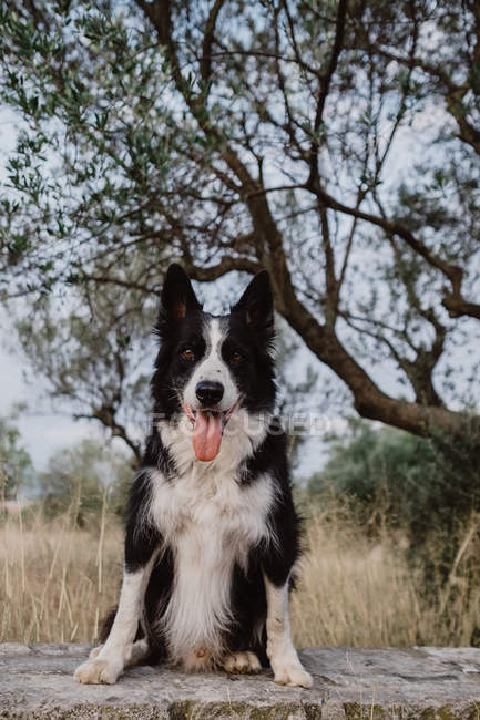 Старая черно-белая пограничная колли-собака с поднятыми ушами и торчащим языком на кирпичном заборе в сельской местности — стоковое фото