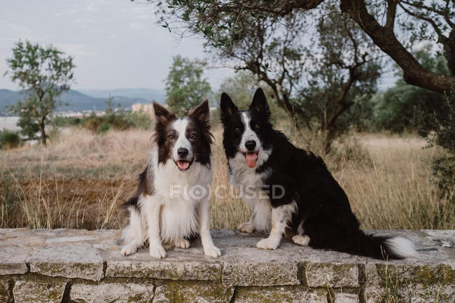 Wachsame, fleckige Border Collie Hunde mit erhobenen Ohren und abstehenden Zungen sitzen auf einem Ziegelzaun in der Landschaft — Stockfoto