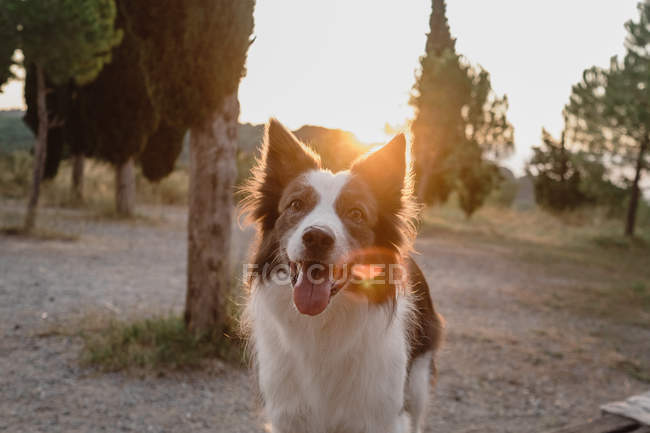 Старая коричнево-белая пограничная колли-собака с поднятыми ушами и торчащим языком на фоне заката — стоковое фото