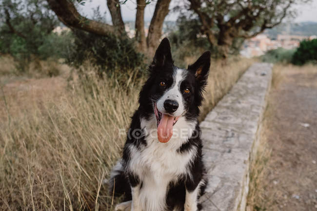 Старая черно-белая пограничная колли-собака с поднятыми ушами и торчащим языком на кирпичном заборе в сельской местности — стоковое фото