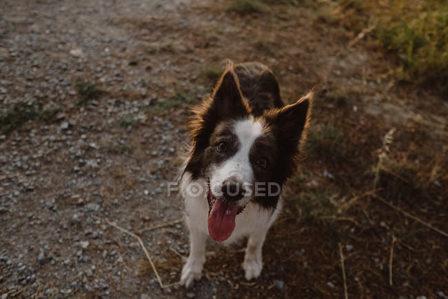 Angle élevé de chien Border Collie brun et blanc avec langue collante sur la route — Photo de stock