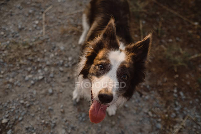 Alto ángulo de marrón y blanco Border Collie perro con la lengua que sobresale en el camino - foto de stock