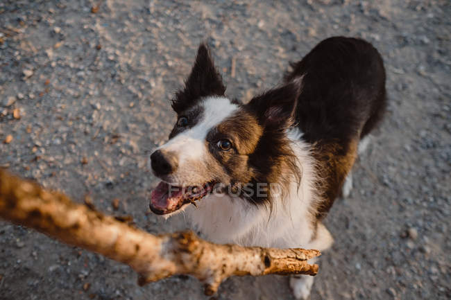 From above Border Collie looking at stick on dirt road — Stock Photo