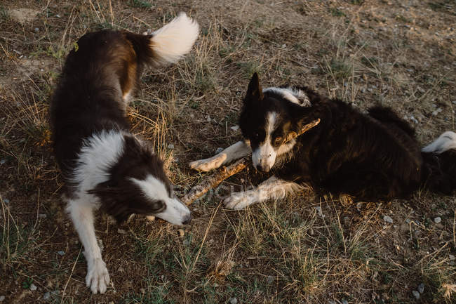 Щасливі лагідні прикордонні собаки колі гризуть палицю, граючи разом на сухій траві в сільській місцевості вдень — стокове фото