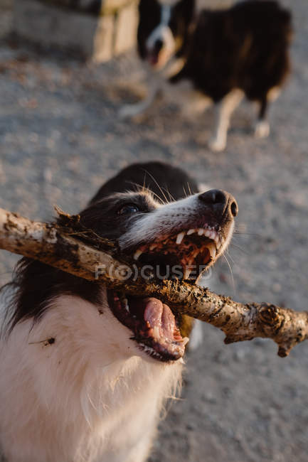From above Border Collie biting stick on dirt road — Stock Photo