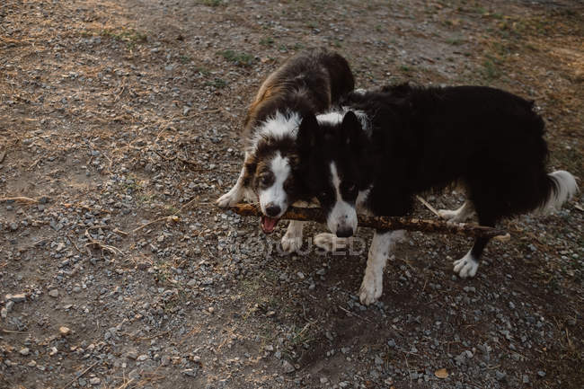 Happy patchy Border Collie chiens rongeant bâton tout en jouant ensemble sur l'herbe sèche à la campagne pendant la journée — Photo de stock