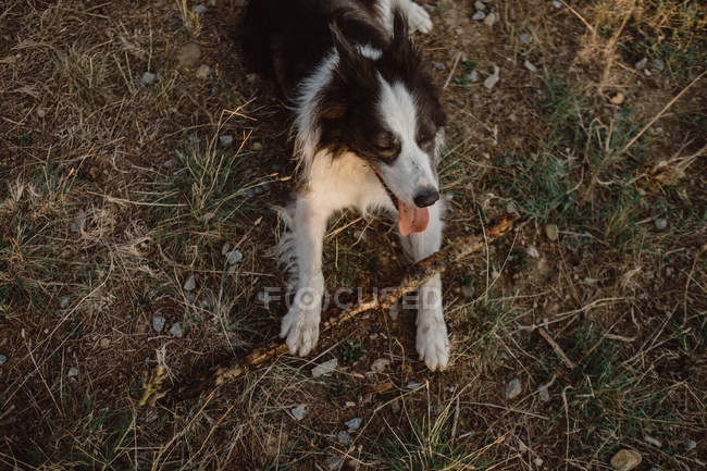 Happy Patchy Border Collie perro royendo palo mientras juega en la hierba seca en el campo durante el día - foto de stock