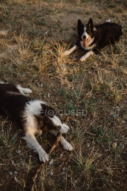 Happy patchy Border Collie cani bastone rosicchiare mentre giocano insieme su erba secca in campagna durante il giorno — Foto stock