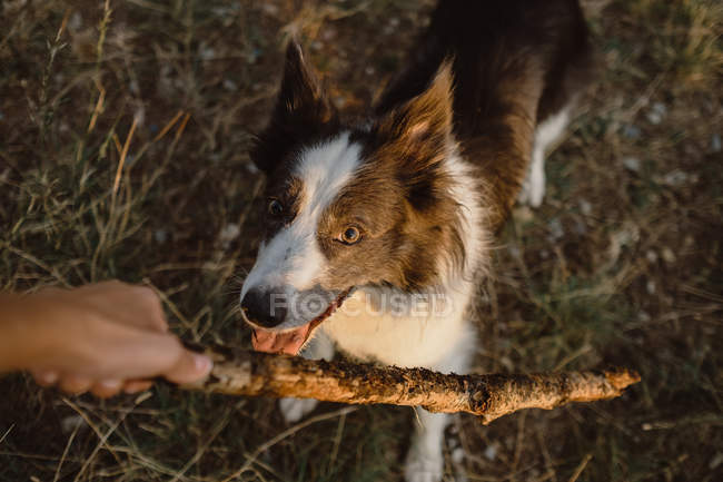 Par dessus la frontière Collie chien essayant d'obtenir bâton de la main de la personne pendant le jeu sur la route grise — Photo de stock