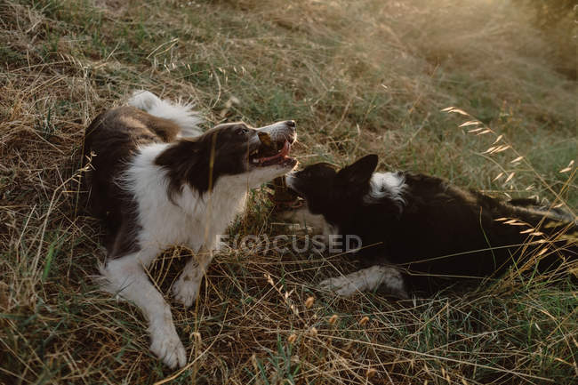 Happy patchy Border Collie dogs gnawing stick while playing together on dry grass in countryside during daytime — Stock Photo