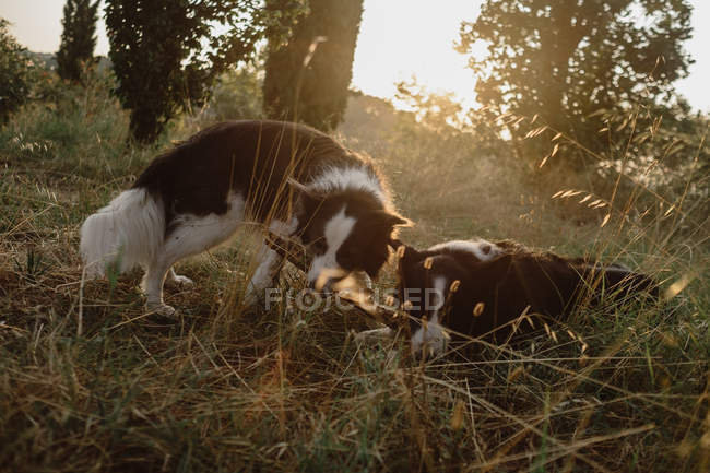 Happy Patchy Border Collie cães roendo vara juntos na grama seca em backlit — Fotografia de Stock