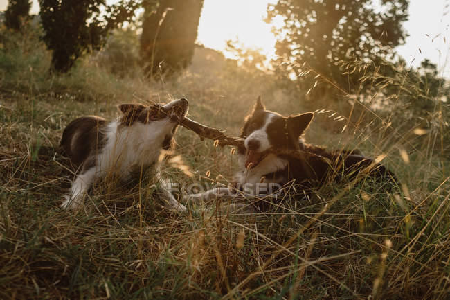 Glücklich Flickenteppich Border Collie Hunde knabbern Stick zusammen auf trockenem Gras im Gegenlicht — Stockfoto
