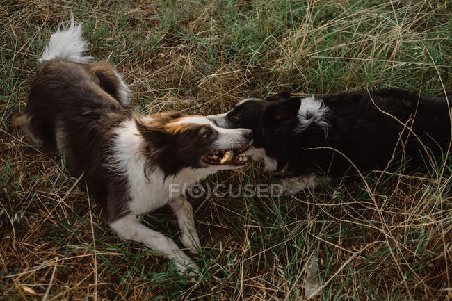 Щасливі лагідні прикордонні собаки колі гризуть палицю, граючи разом на сухій траві — стокове фото
