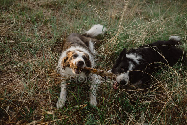Happy Patchy Border Collie perros royendo palo mientras juegan juntos en hierba seca - foto de stock