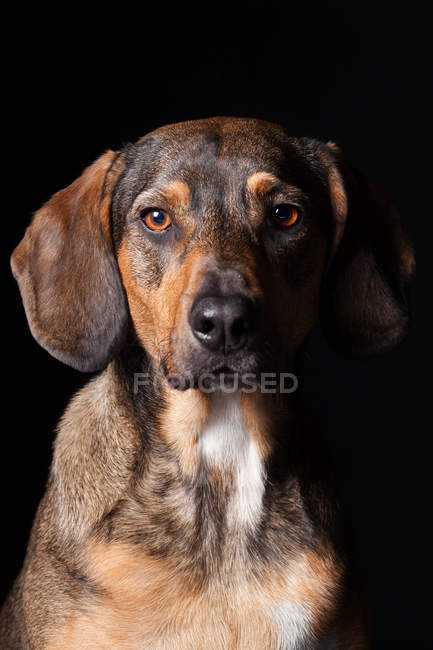 Портрет дивовижної схрещеної собаки, що дивиться в камеру на чорному тлі . — стокове фото