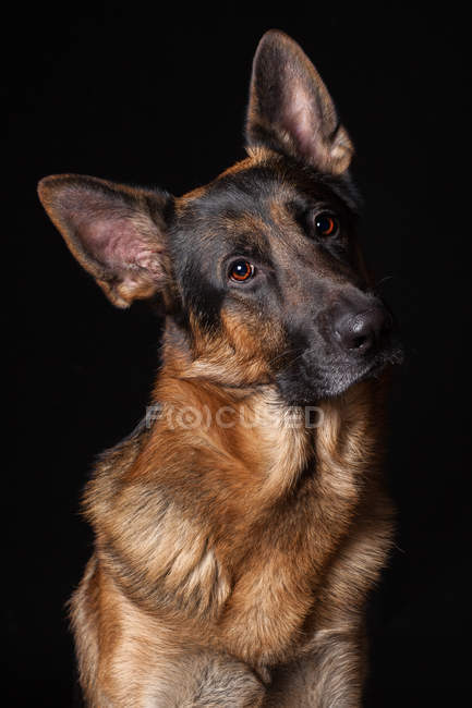 Porträt eines erstaunlichen Schäferhundes, der in die Kamera auf schwarzem Hintergrund blickt. — Stockfoto
