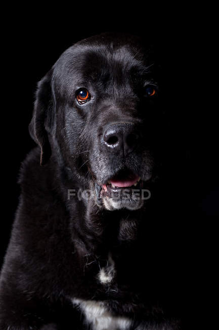 Retrato de incrível cão mestiço preto olhando na câmera no fundo preto . — Fotografia de Stock
