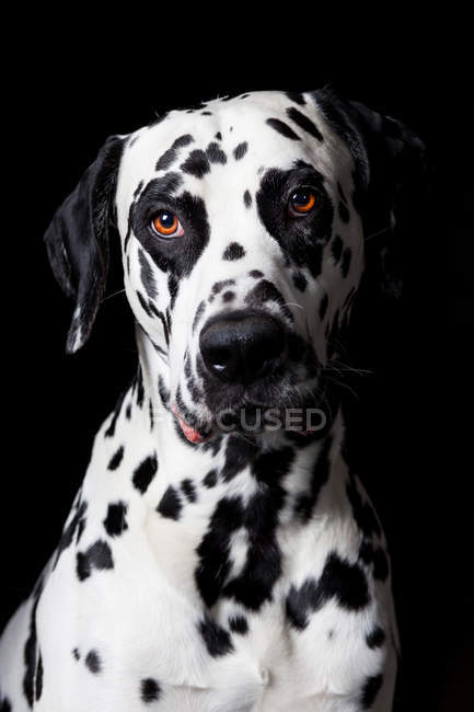 Portrait of amazing Dalmatian dog looking in camera on black background. — Stock Photo