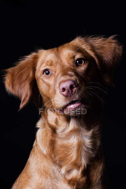 Retrato de perro cruzado increíble mirando en cámara sobre fondo negro . - foto de stock