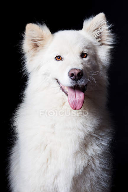 Портрет дивовижної білої самоїдської собаки, яка дивиться в камеру на чорному тлі . — стокове фото