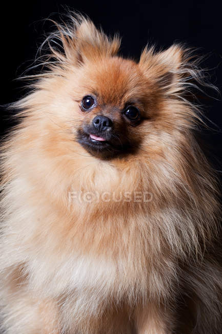 Retrato del increíble perro Pomeranian Spitz mirando en cámara sobre fondo negro . - foto de stock
