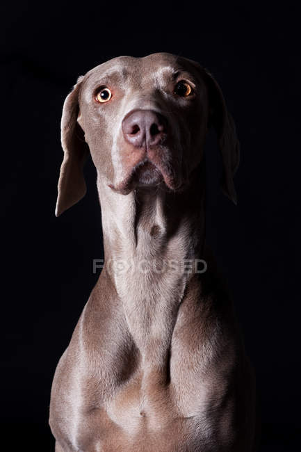 Portrait of amazing Weimaraner dog looking in camera on black background. — Stock Photo