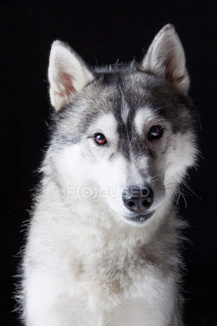 Portrait of amazing Siberian Husky dog looking in camera on black background. — Stock Photo