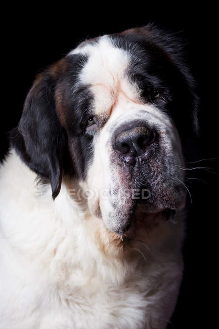 Портрет удивительной собаки Сен-Бернар, смотрящей в камеру на черном фоне . — стоковое фото