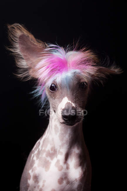 Portrait of amazing Chinese Crested dog with colorful fur looking in camera on black background. — Stock Photo
