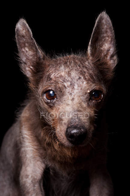 Porträt eines erstaunlichen peruanischen haarlosen Hundes, der in die Kamera auf schwarzem Hintergrund schaut. — Stockfoto
