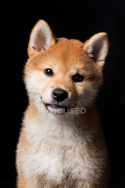 Porträt des erstaunlichen shiba inu Hundes, der in die Kamera auf schwarzem Hintergrund schaut. — Stockfoto