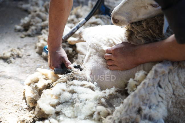 Cropped image of farm worker removing wool from sheep with professional tool on ground in shed — Stock Photo
