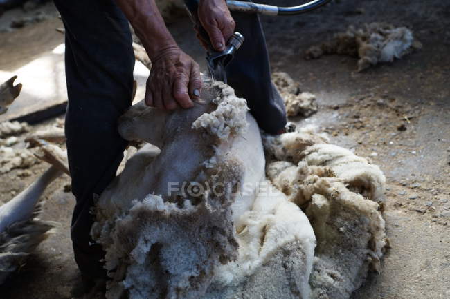 Immagine ritagliata del lavoratore agricolo rimozione di lana da pecore con strumento professionale a terra in capannone — Foto stock