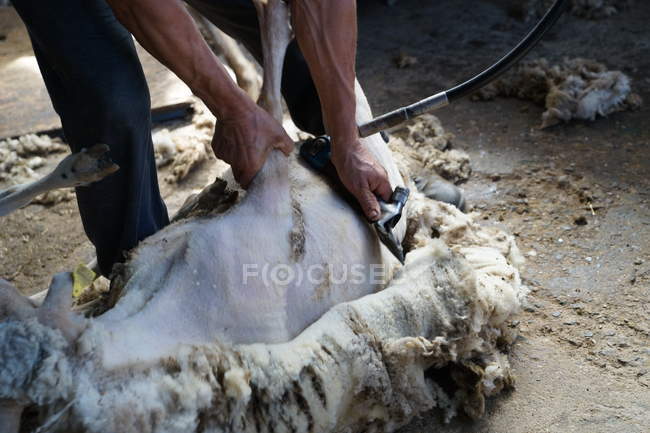 Cropped image of farm worker removing wool from sheep with professional tool on ground in shed — Stock Photo