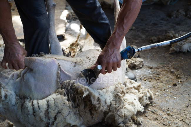 Image recadrée du travailleur agricole enlevant la laine des moutons avec un outil professionnel sur le terrain dans la remise — Photo de stock