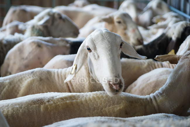 Troupeau de moutons blancs sans poils debout dans le corral après le cisaillement à la ferme — Photo de stock