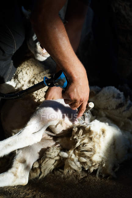 Imagen recortada de campesino quitando lana de oveja con herramienta profesional en el suelo en cobertizo - foto de stock