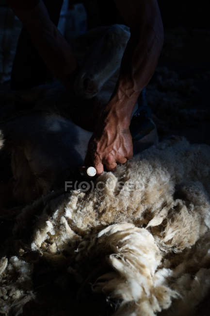 Обрізане зображення фермерського робітника, що видаляє вовну з овець з професійним інструментом на землі в сараї — стокове фото