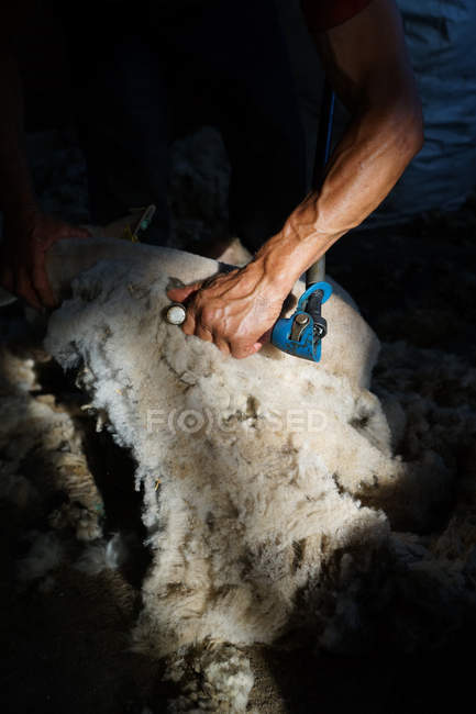 Imagen recortada de campesino quitando lana de oveja con herramienta profesional en el suelo en cobertizo - foto de stock