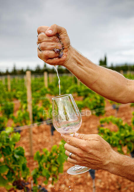 Crop man squeezing ripe grape in glass at vineyard on blurred background — Stock Photo