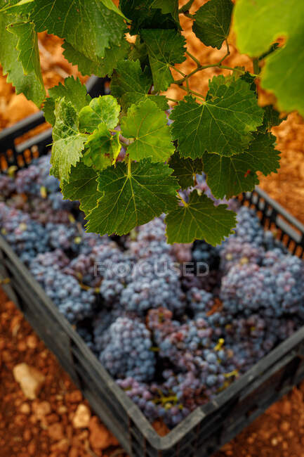 High angle of ripe grapes in plastic pallet on ground — Stock Photo