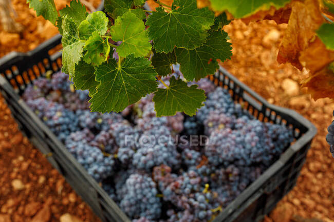 Elevato angolo di maturazione dell'uva in pallet di plastica a terra — Foto stock