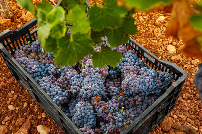 Высокий угол зрелого винограда в пластиковом поддоне на земле — стоковое фото