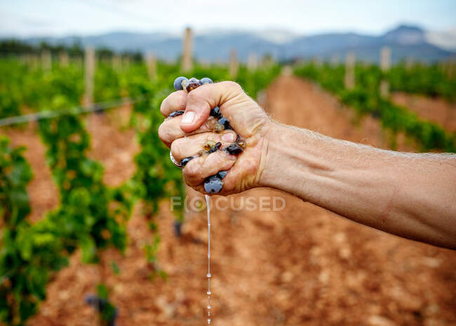 Crop strong man squeezing ripe juicy grape at vineyard on blurred background — Stock Photo