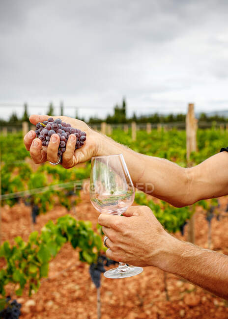 Cultiver homme fort serrant raisin juteux mûr au vignoble sur fond flou — Photo de stock